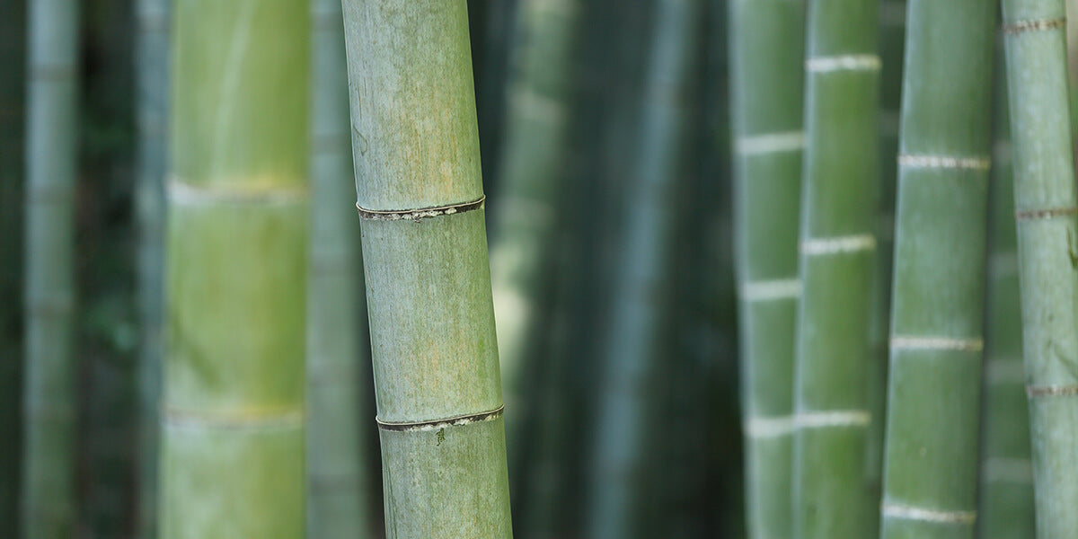 8 Bamboo Must-Haves