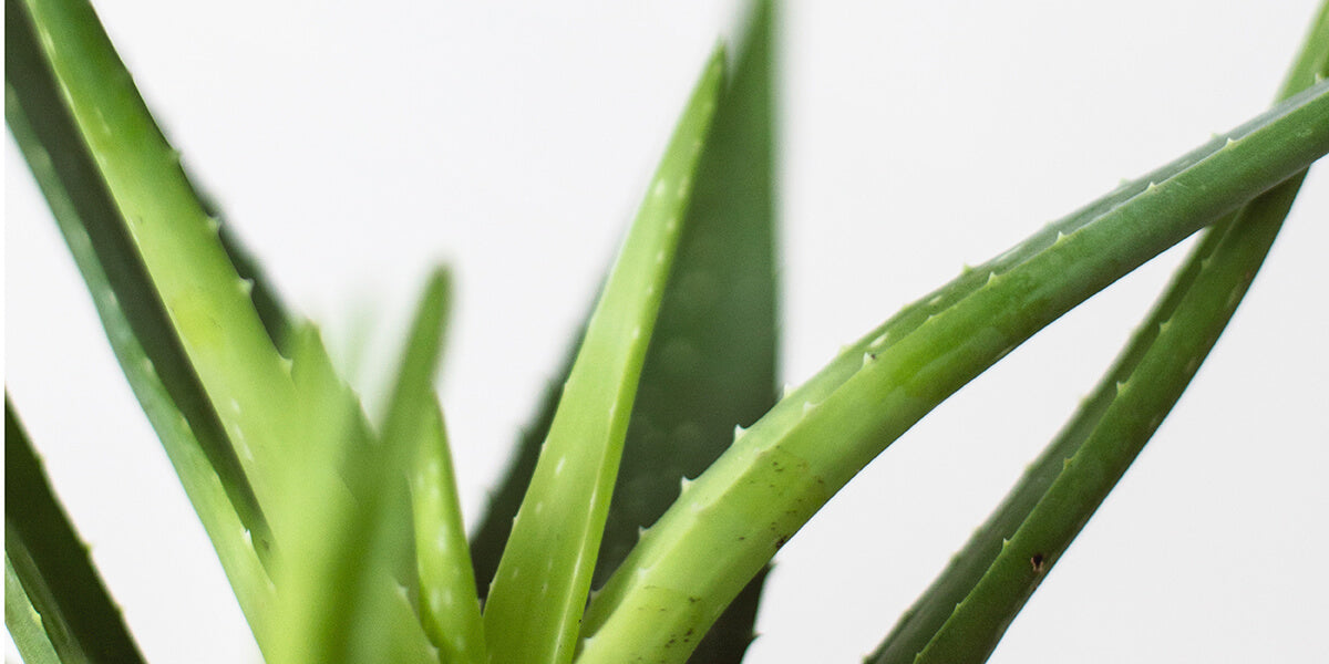 spiky aloe vera leaves used to make aloe juice