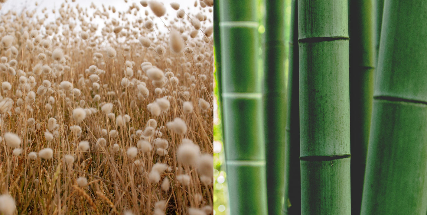Cotton field and bamboo stems